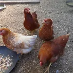 Von Bargen Casa de Férias *